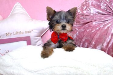 ベベドールのミニマムＰＲＩＮＣＥ＊Ｙ0050