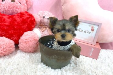 つぶらな瞳が可愛らしい、とっても小顔なヨークシャーテリアの女の子＊1738
