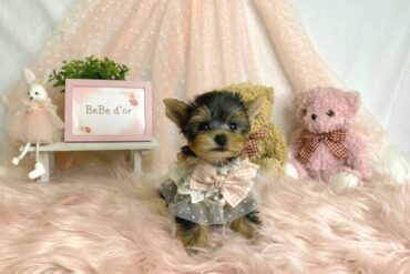 超Ｃｕｔｅな兄弟デビュー！てんちゃんＢＡＢＹ兄💛26-016